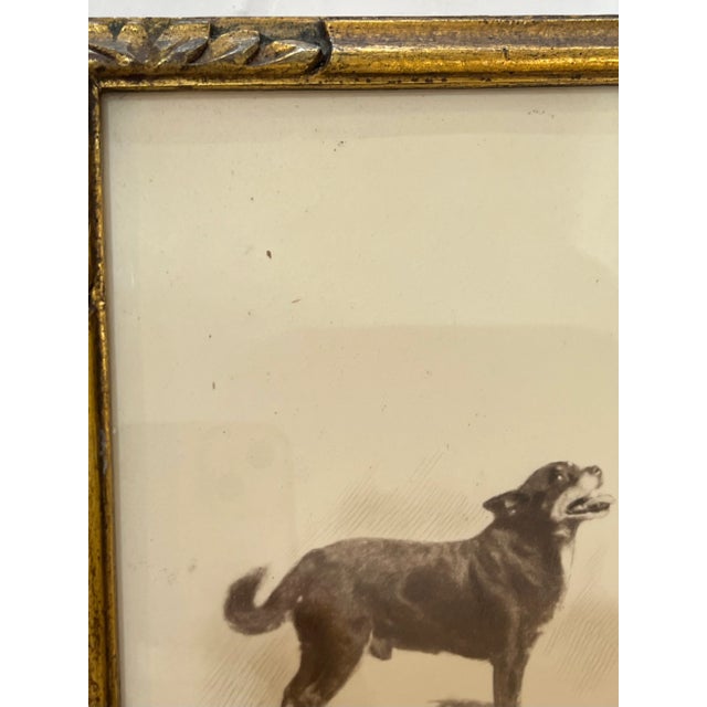 Late 19th Century Antique Parisian Gilt Wood Framed Dog Portrait For Sale - Image 5 of 12