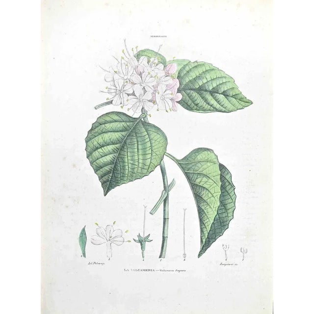 Lithograph hand watercolored. Plate from "Atlante di Botanica popolare ossia Illustrazione di Piante Notevoli di ogni...