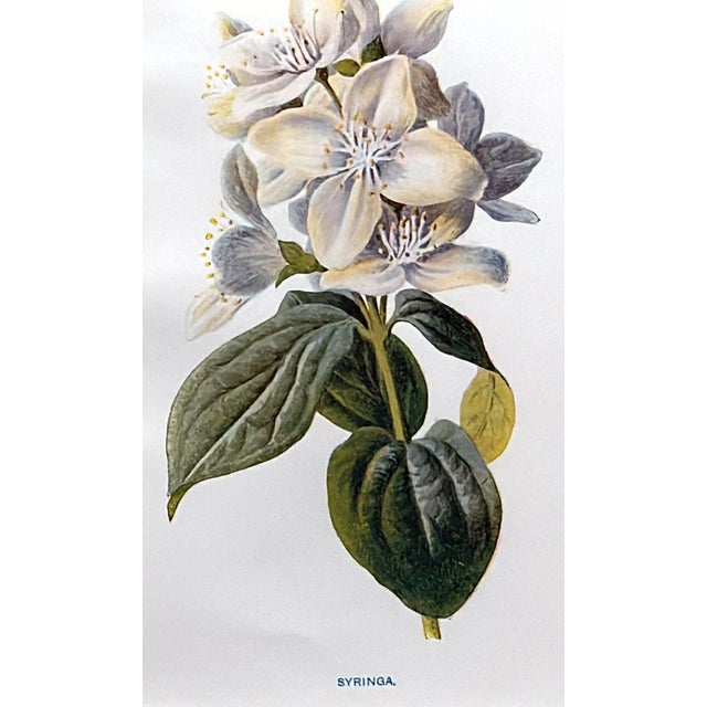 Beige Italian Mirror Frame With English Chromolithographic Floral Prints - 01 For Sale - Image 8 of 12