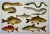 Antique Fish Print From England Featuring Eel, Conger, Murry, Goldfish, Barbel, Gudgeon & Varieties of Carp - Circa 1902....