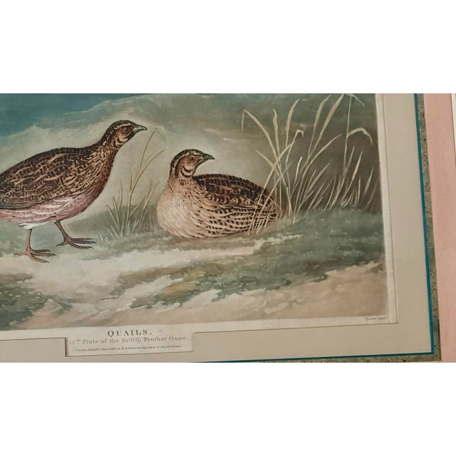 Wood Early 19th Century Original Engraving Depicting Quail by Charles Turner, Framed For Sale - Image 7 of 11