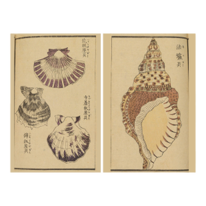 Vintage Japanese Seashell Studies Diptych, Woodblock Print Reproduction Set, 32" X 48"