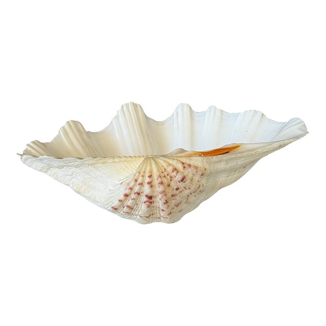 Organic Modern Coastal Clam Shell Vessel For Sale