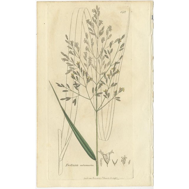 After James Sowerby, Botanical Illustrations of Festuca & Brome Grasses, 1830s, Engravings, Set of 8 For Sale - Image 4 of 10