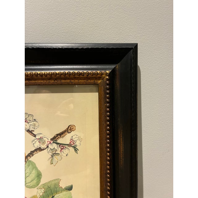 English Vintage Botanical Peach Branch & Moth Natural History Print in Black & Gold Frame For Sale - Image 3 of 4