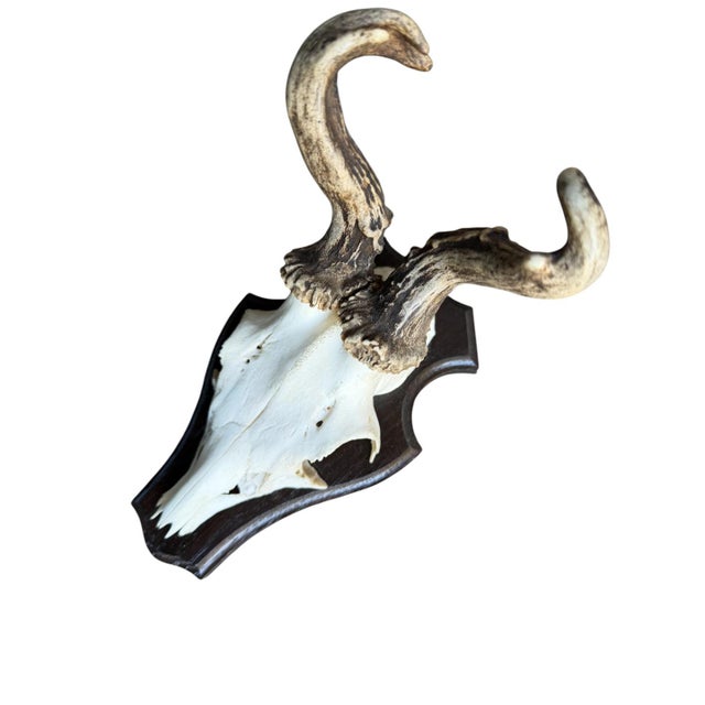 Cabin Roe Deer Trophy 139 Black Forest Antlers Jawbone Abnormal For Sale - Image 3 of 5