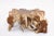 Contemporary Square 36" Inch Organic Teak Root Coffee Table 53 For Sale - Image 3 of 6
