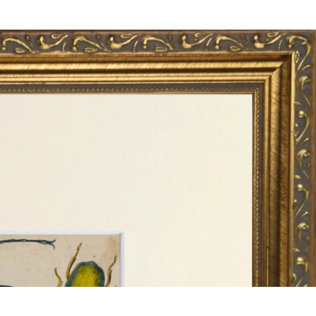 Mid 19th Century 19th Century Antique English Hand Colored Entomological Engraving of Beetles For Sale - Image 5 of 5