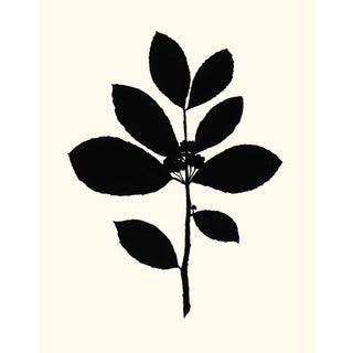 Tea Tree, Giclée Print by Philippa Katz For Sale