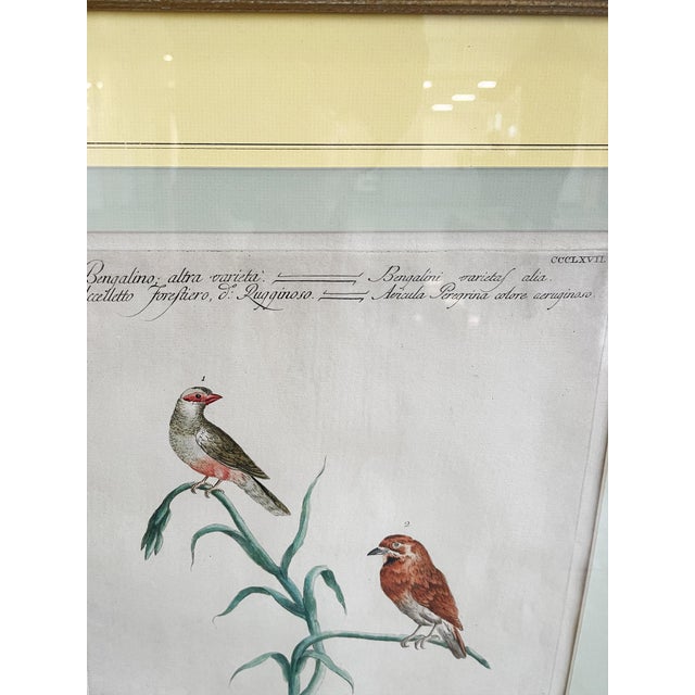 Scientific Illustrations of Birds by Saverio Manetti, Hand-Painted Intaglio - A Set of 6 For Sale - Image 9 of 12