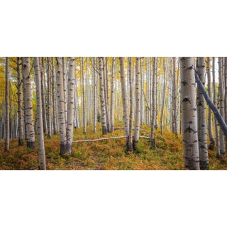 2021 "Welcome to the Forest, Crested Butte, Colorado" Modern Photography, Ultra Vibrant Acrylic Prints by Marty Hulsebos For Sale