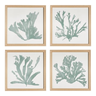 Coral Silhouettes In Soft Green, Set Of 4 For Sale