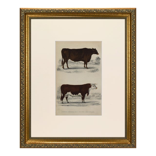 19th Century English Handcolored Cattle / Cow Engraving by Goldsmith For Sale