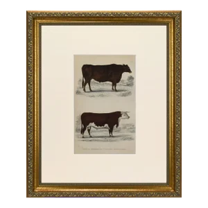 19th Century English Handcolored Cattle / Cow Engraving by Goldsmith
