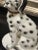 Vintage Traditional Dog Figurine For Sale - Image 4 of 11