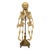A rare and unusual antique French Syncephalus conjoined twins fetal medical teaching model, attributed to Dr. Louis...