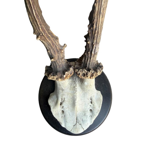 Roe Deer Trophy 211 Black Forest Antlers Mount For Sale - Image 4 of 5