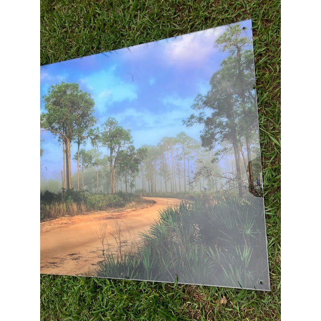 Old Florida; Highlands Hammock Park, Sebring Florida Photo Print, Pines and Palmetto. Four by Three Feet in Plastic For Sale - Image 12 of 18