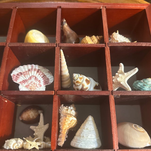 2020s Seashell Collection in Glass-Front Display Case For Sale - Image 5 of 12