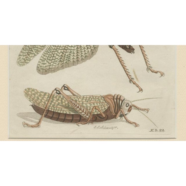 Bertuch, Giant Locust & Grasshopper, 1800, Engraving For Sale - Image 6 of 13