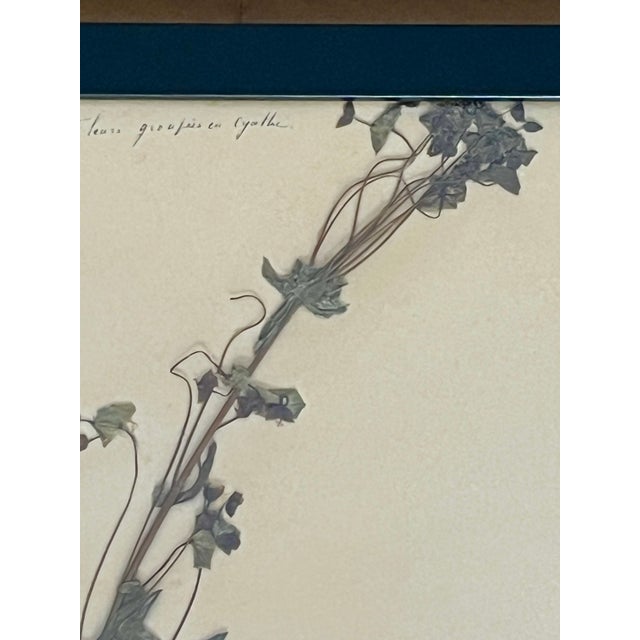 1965 French Herbarium Botanical Specimens – Set of 6 Custom Framed Pressed Botanicals For Sale - Image 10 of 15