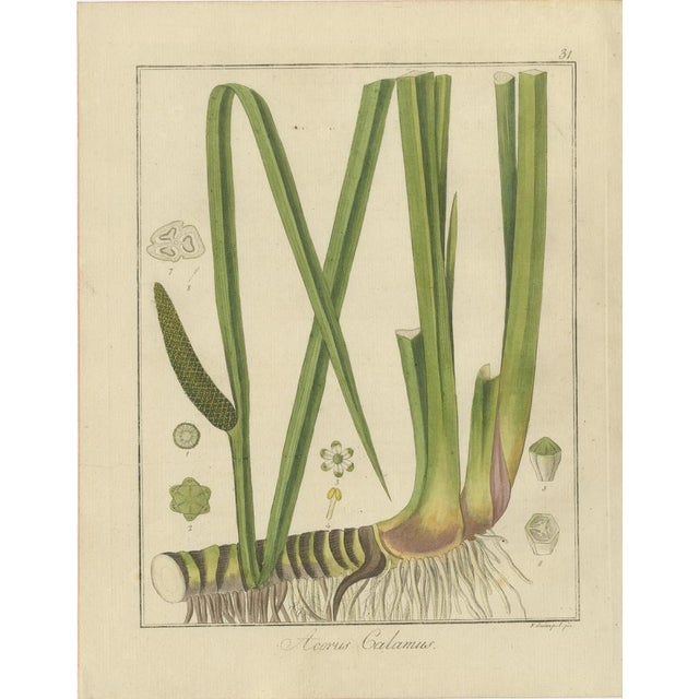 Hand-Colored Engravings that were published in the 1819 sixth edition of "Getreue Darstellung und Beschreibung der in der...