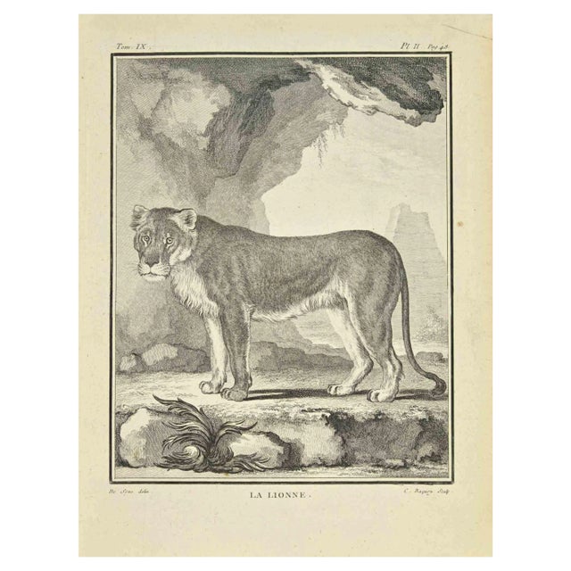 Jean Charles Baquoy, Le Lionee, Etching, 1771 For Sale