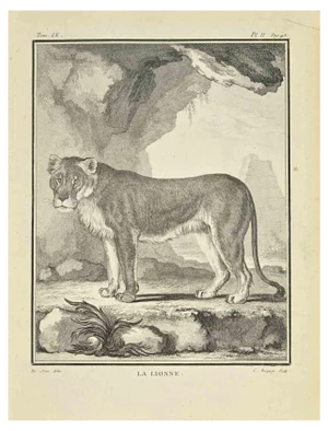 Jean Charles Baquoy, Le Lionee, Etching, 1771