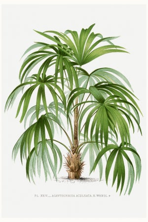 Vintage Palm Tree Illustration, Botanical Art Print Reproduction by Denterghem, 16" X 24"