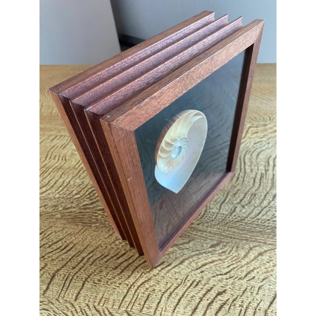Framed Nautilus Shell For Sale - Image 11 of 15