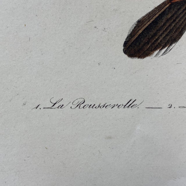 French Antique 18th Century "La Rousserolle" Bird Engraving Hand Colored Artwork For Sale In Portland, ME - Image 6 of 8