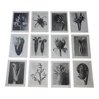Vintage Karl Blossfeldt Botanical Photogravures - Set of 12 For Sale