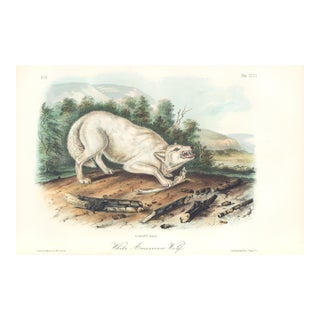 1851 Audubon Quadruped Octavo Lithograph "Plate 72 White American Wolf" For Sale