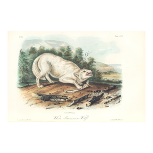 1851 Audubon Quadruped Octavo Lithograph "Plate 72 White American Wolf"