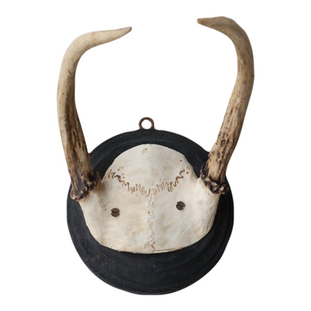 Antique Deer Mount (X-Small) For Sale