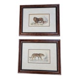 Pair of Antique Color Lithographs of Wild Cats For Sale