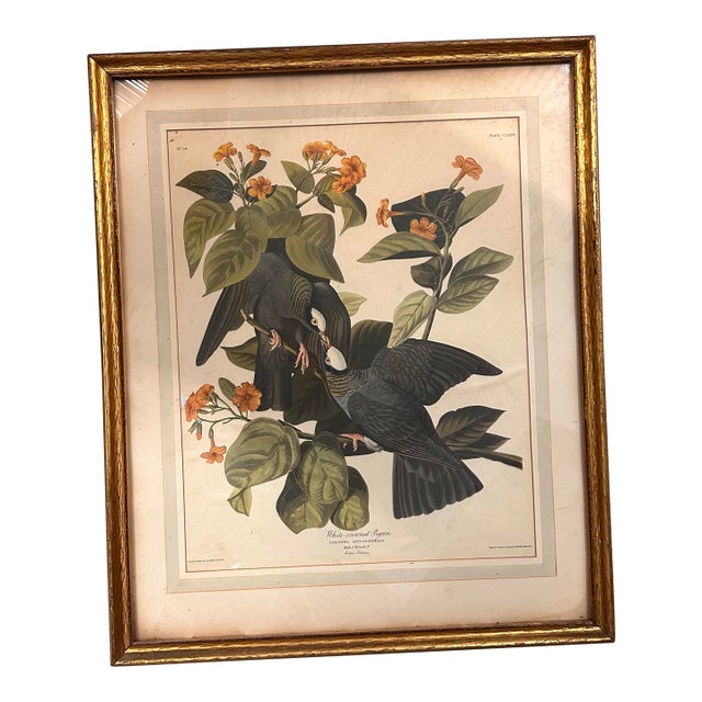 Mid 20th Century Framed Audubon “White-Crowned Pigeon” Print – Vintage Ornithological Illustration For Sale