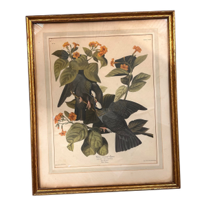 Mid 20th Century Framed Audubon “White-Crowned Pigeon” Print – Vintage Ornithological Illustration