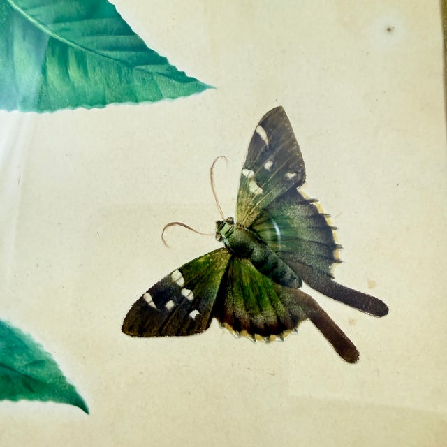 A British School Regency Period nature study, mounted in a stenciled and lacquered papier-mâché frame of the same period –...