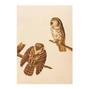 1966 Vintage Farmhouse Cottage Print "Boreal Owl" After John James Audubon