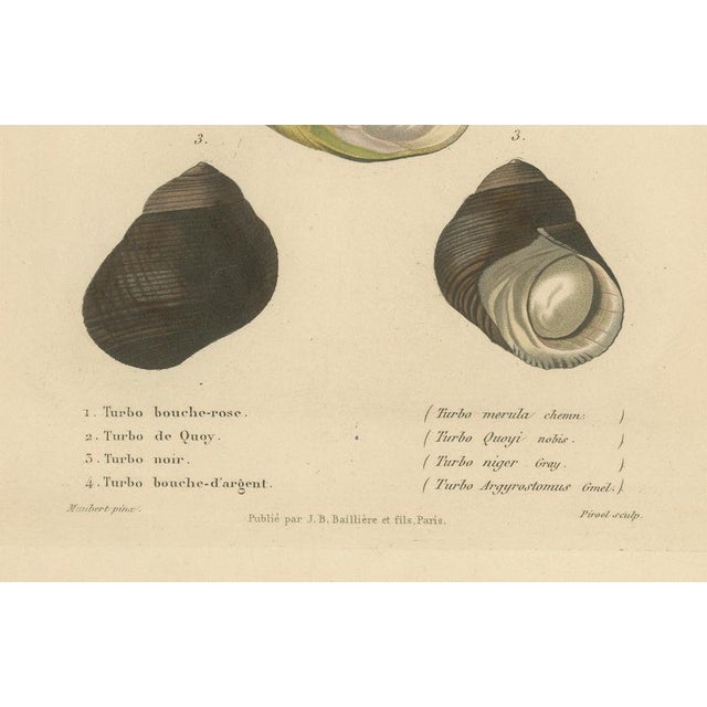 J.B. Baillière et Fils, Turbo Sea Shells Natural History, 1832, Engraving For Sale - Image 3 of 9