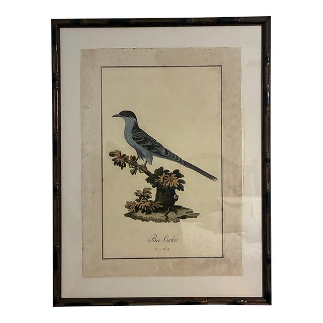 Natural Curiosities “Bee Cuckoo” After James Bruce Framed Bird Print For Sale