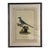 Natural Curiosities “Bee Cuckoo” After James Bruce Framed Bird Print For Sale