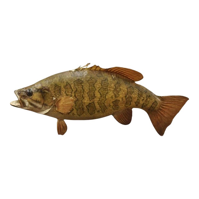 Vintage Smallmouth Bass Fish Wall Mount Taxidermy Real Skin Fishing Wall Decor For Sale