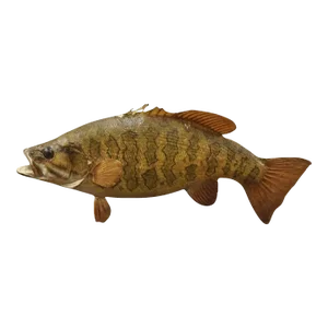 Vintage Smallmouth Bass Fish Wall Mount Taxidermy Real Skin Fishing Wall Decor