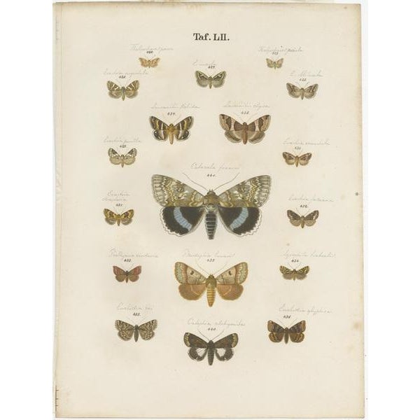 Ramann, Butterflies and Moths, 1870, Paper, Set of 5 For Sale - Image 4 of 7