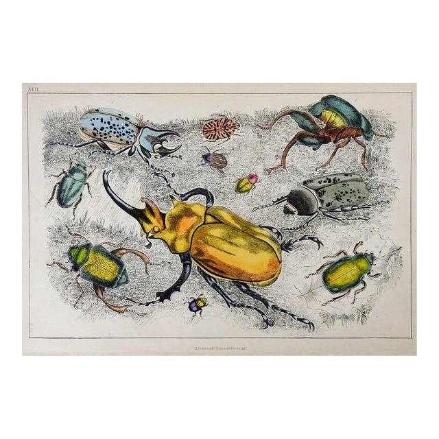 Antique English Hand Colored Beetle & Bug Etching For Sale