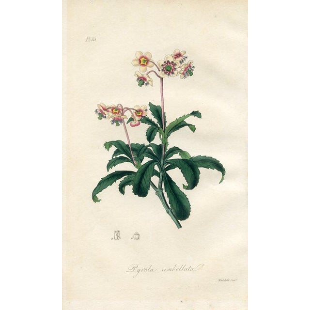 Original hand-colored botanical print from “Medical Botany”, a medical reference published in England in the early 1800s....