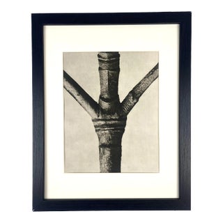 Framed Vintage Botanical Blossfeldt Print - No. 103 For Sale