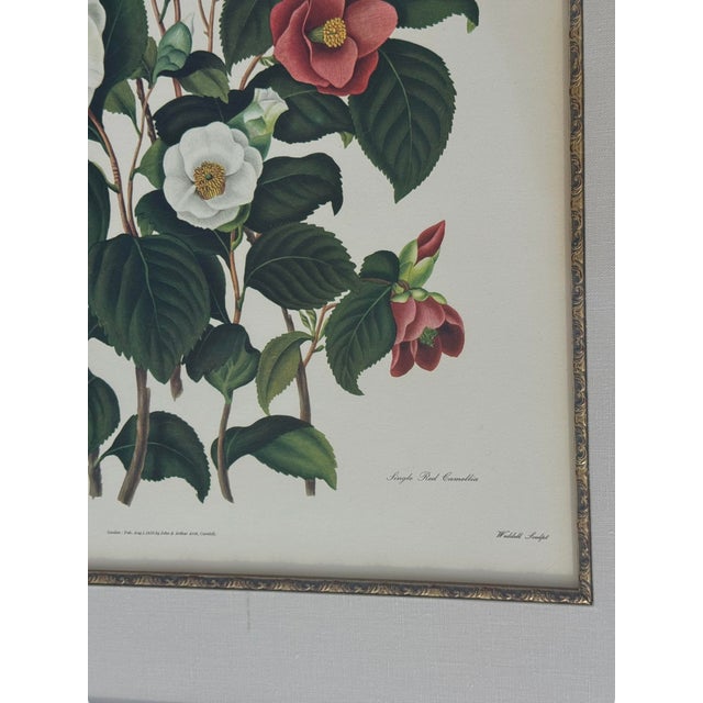 Mid 20th Century Pair of Camellia Prints From the Lithographs by Weddell After Clara Pope For Sale - Image 11 of 17